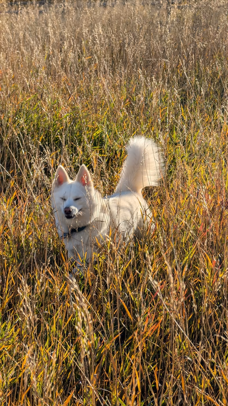 White dog on a morning walk through a golden field