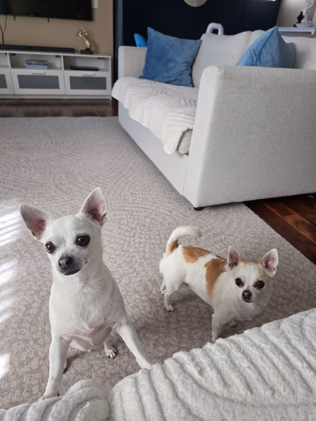 Two chihuahuas settled on the living room rug during a cage-free Pet Camp stay
