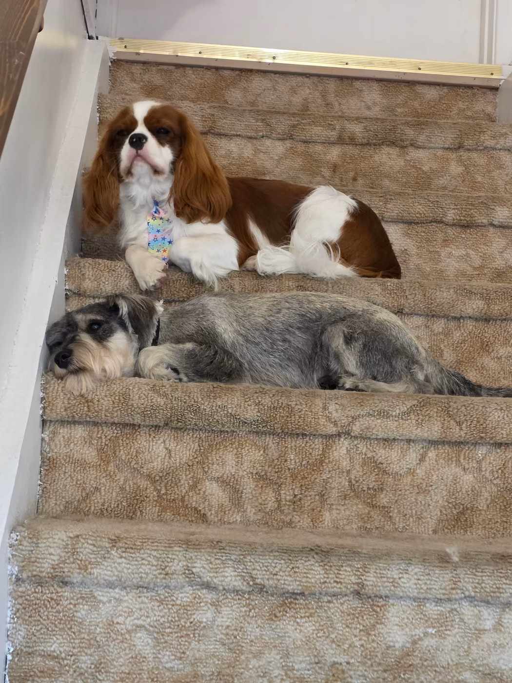 A cavalier spaniel and a schnauzer dozing on the stairs at night
