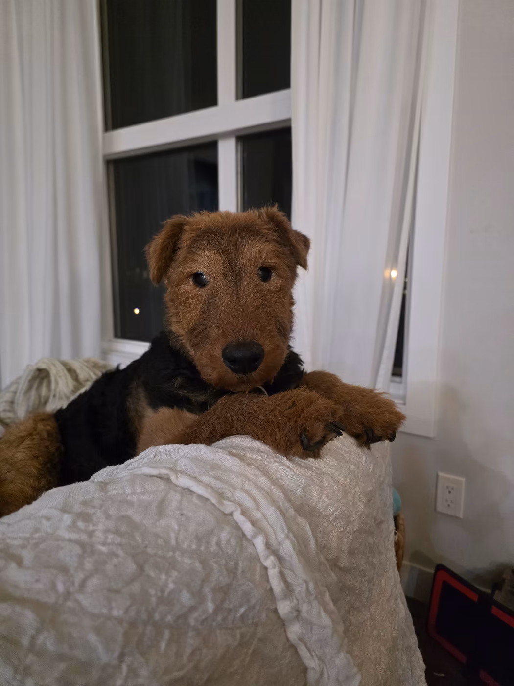 Airedale terrier settled on the bed during an overnight stay