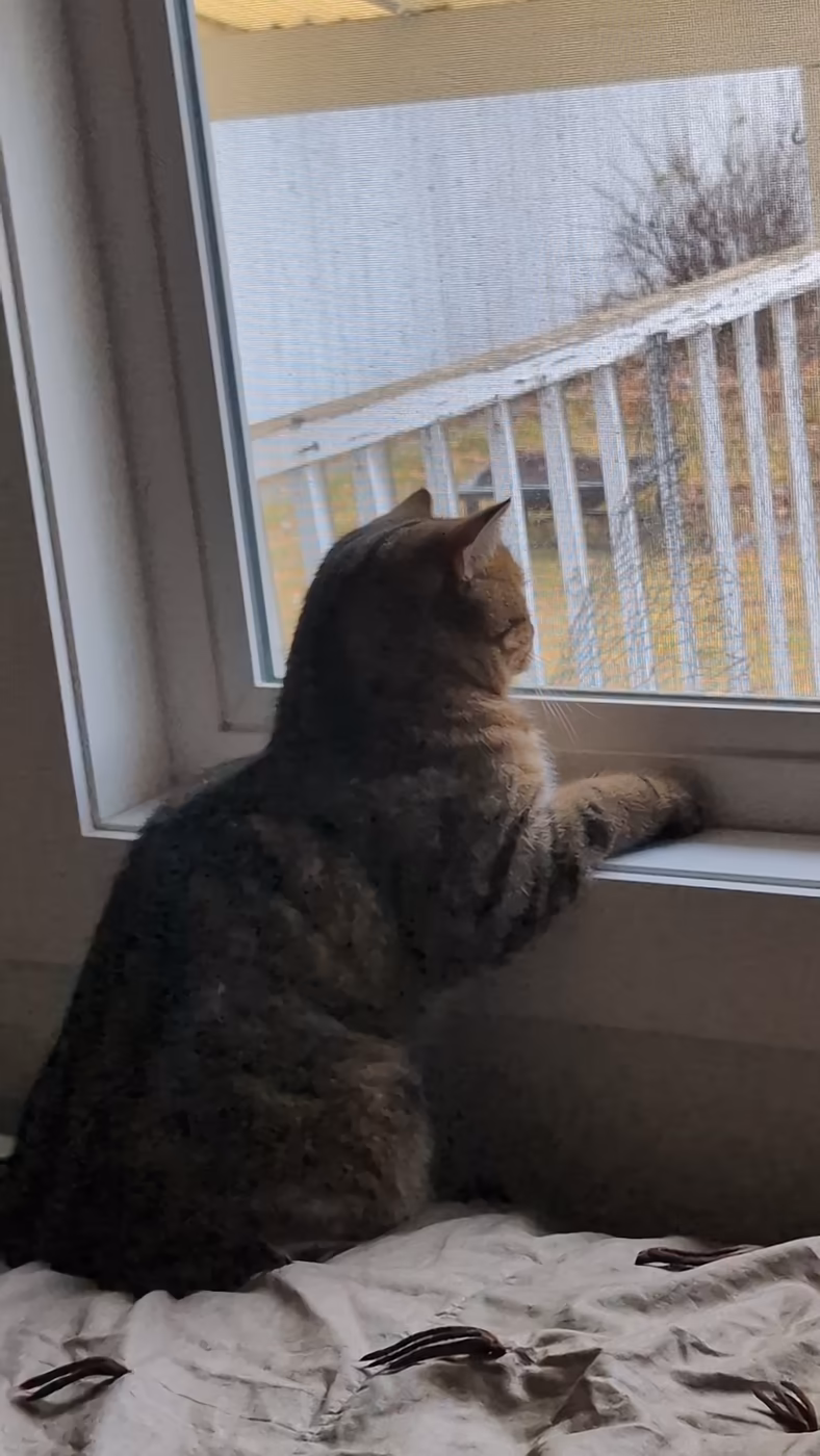 Tabby cat sitting at their own windowsill watching the garden