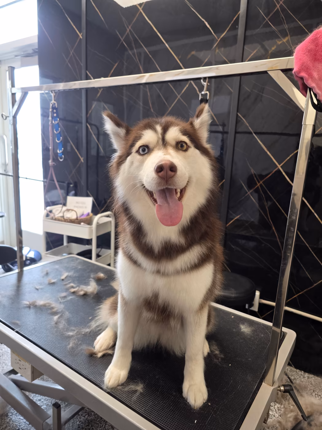 Husky grinning on the grooming table after a bath and tidy