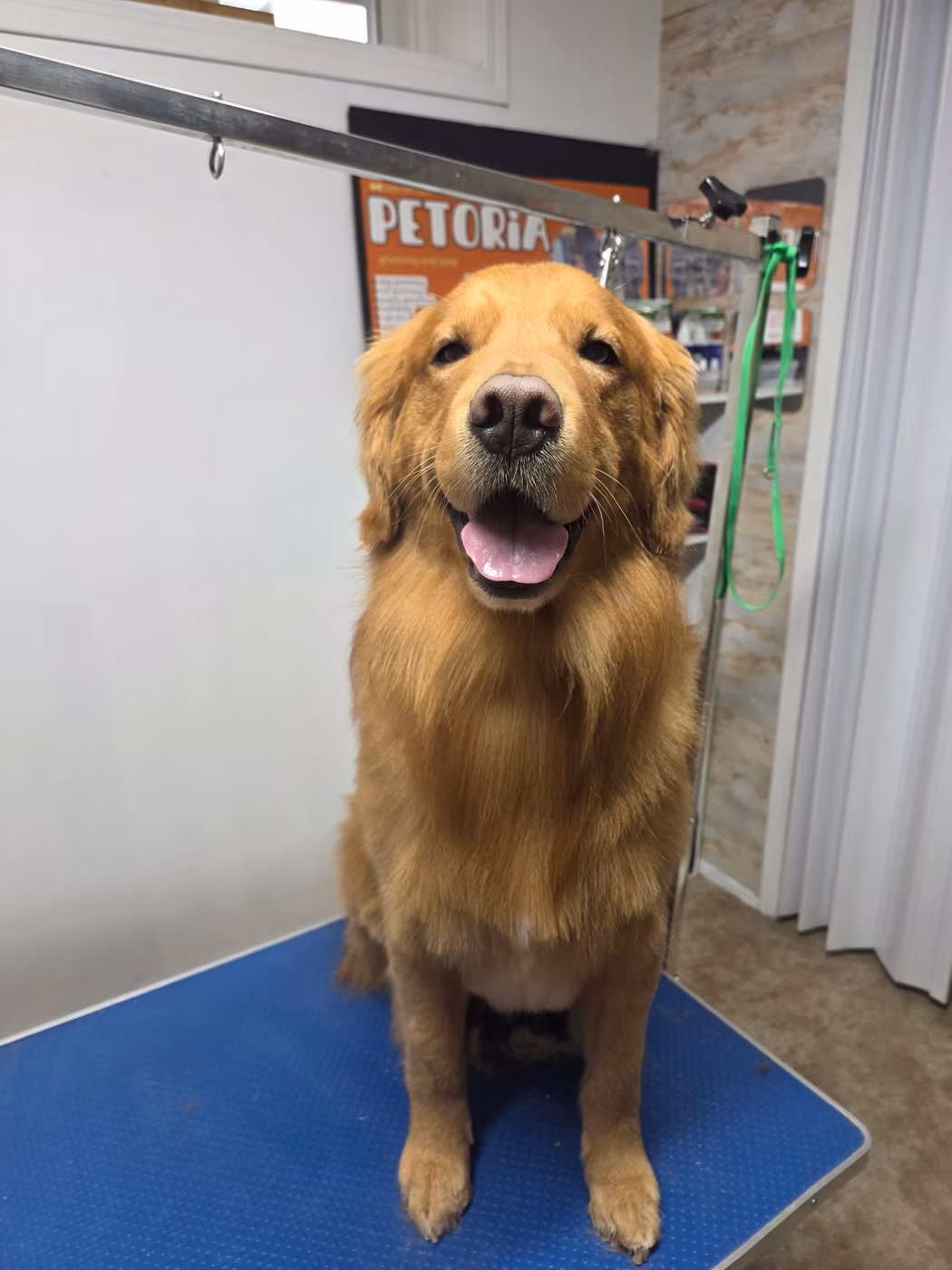 Golden retriever sitting on the grooming table after a bath and blow-out