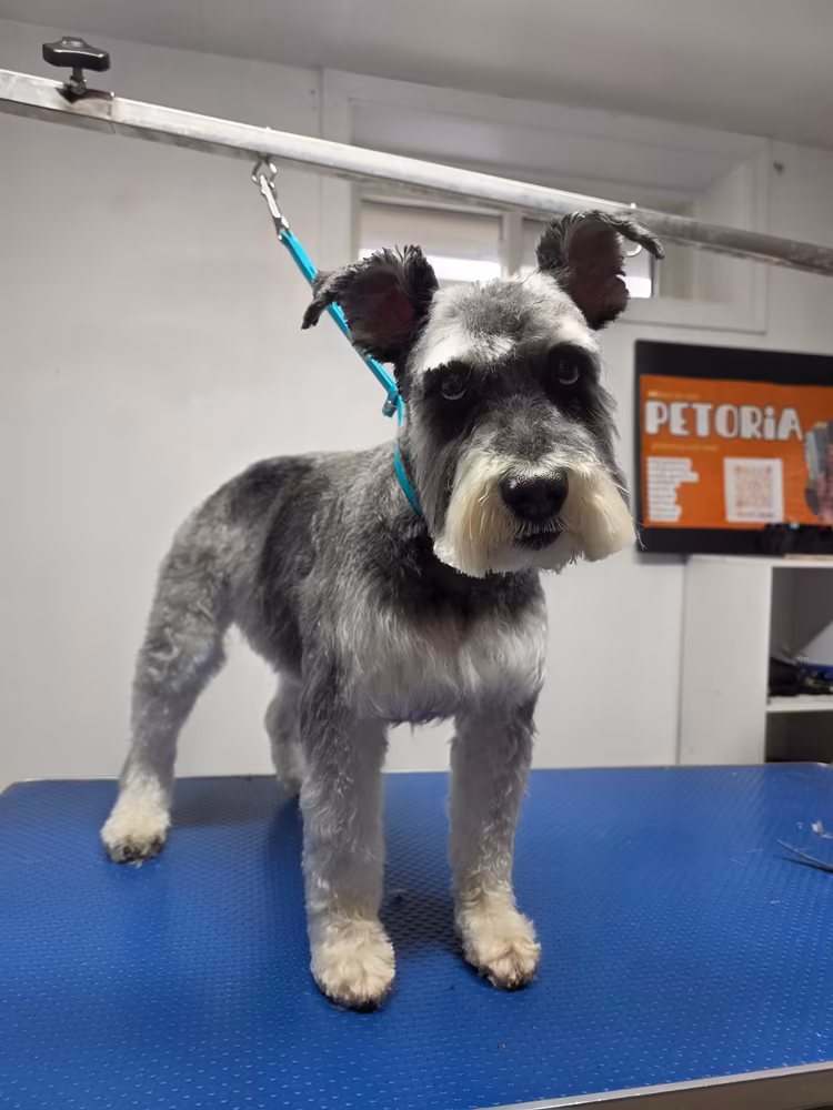 Miniature schnauzer clipped to breed standard, standing on the grooming table