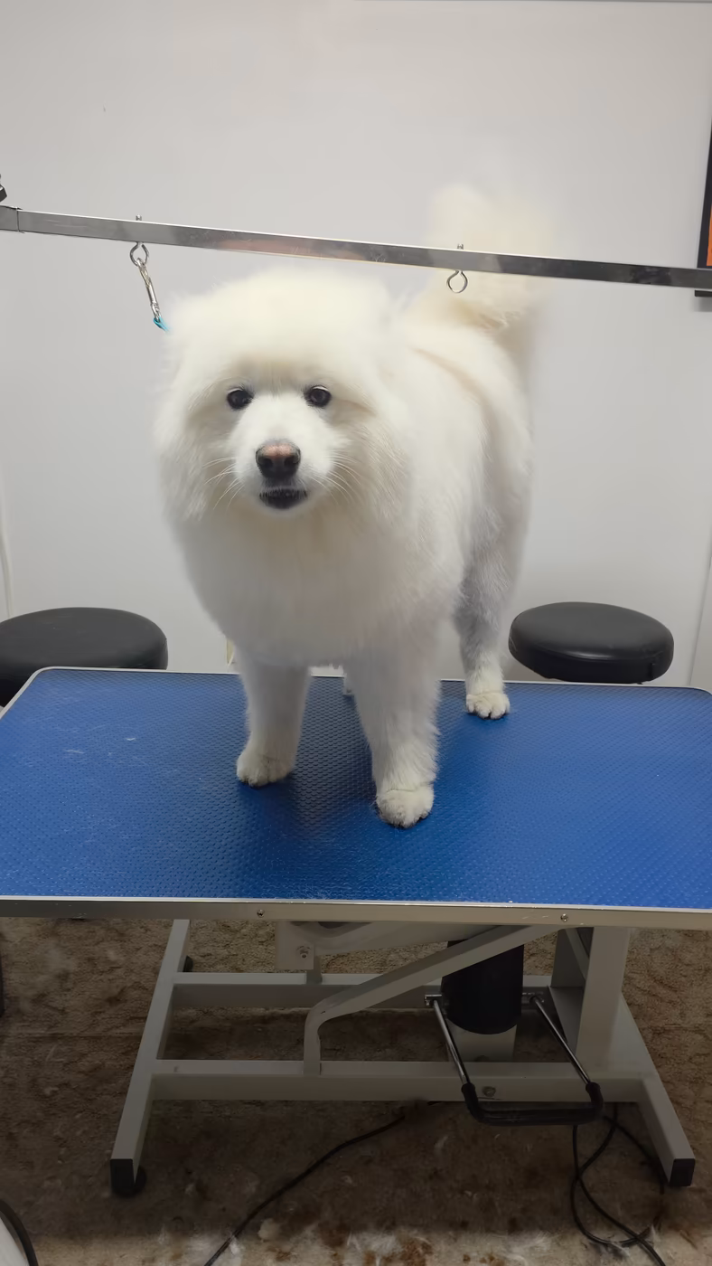 Samoyed after a full brush-out, coat blown straight and fluffed at Petoria
