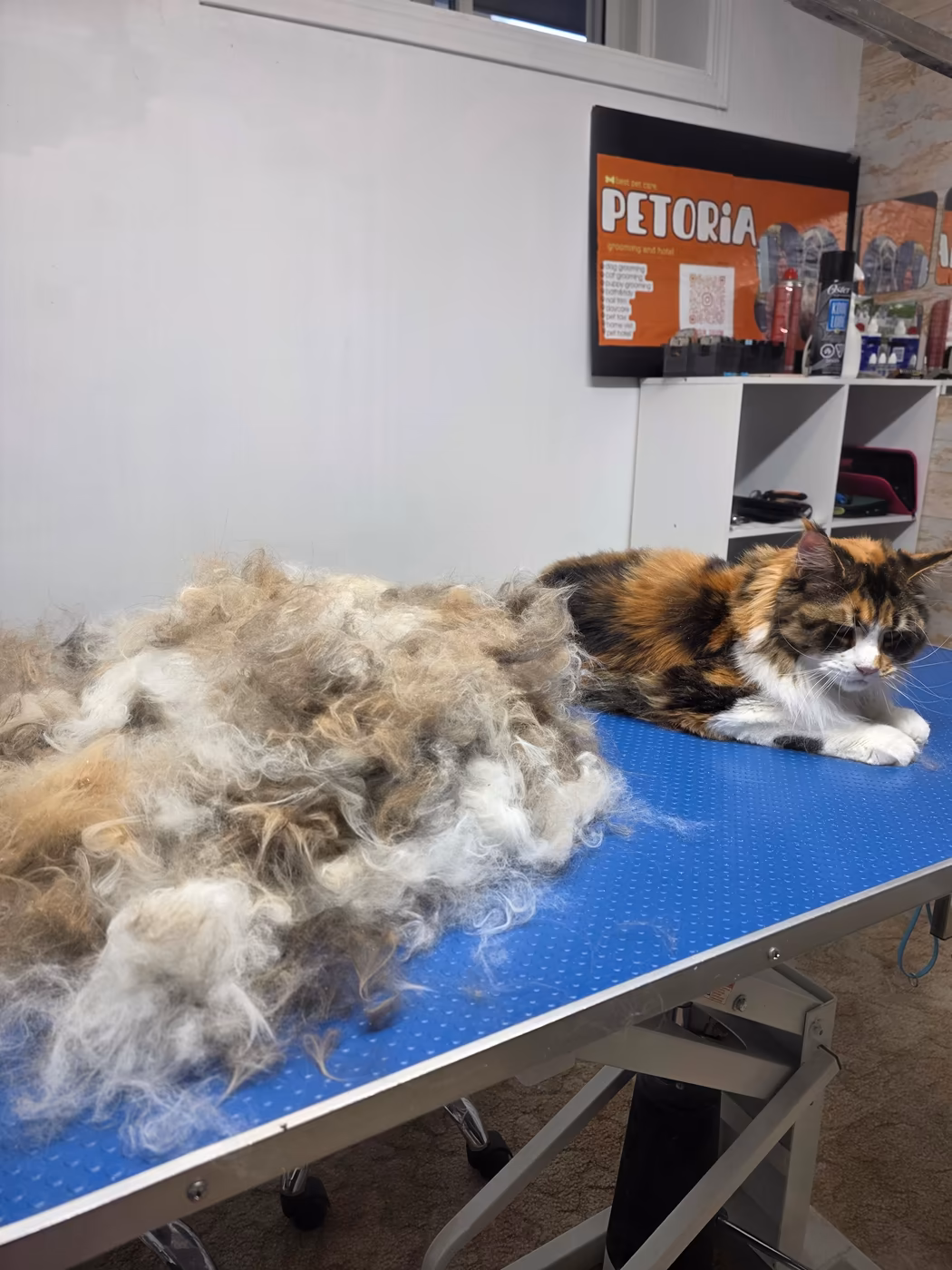 Calico cat resting next to the undercoat removed during a de-shedding session