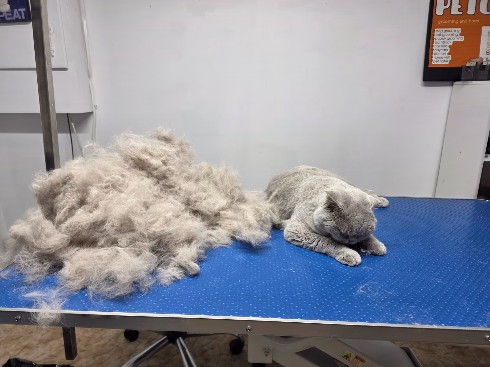 Long-haired cat lying beside a large pile of undercoat brushed out during a de-shedding treatment