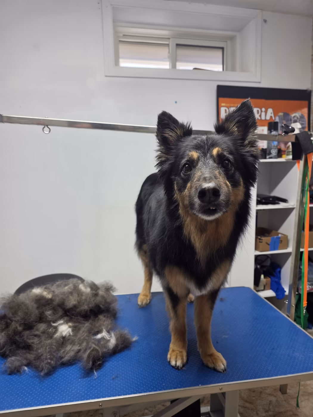 Double-coated dog beside the pile of undercoat brushed out during a de-shedding treatment