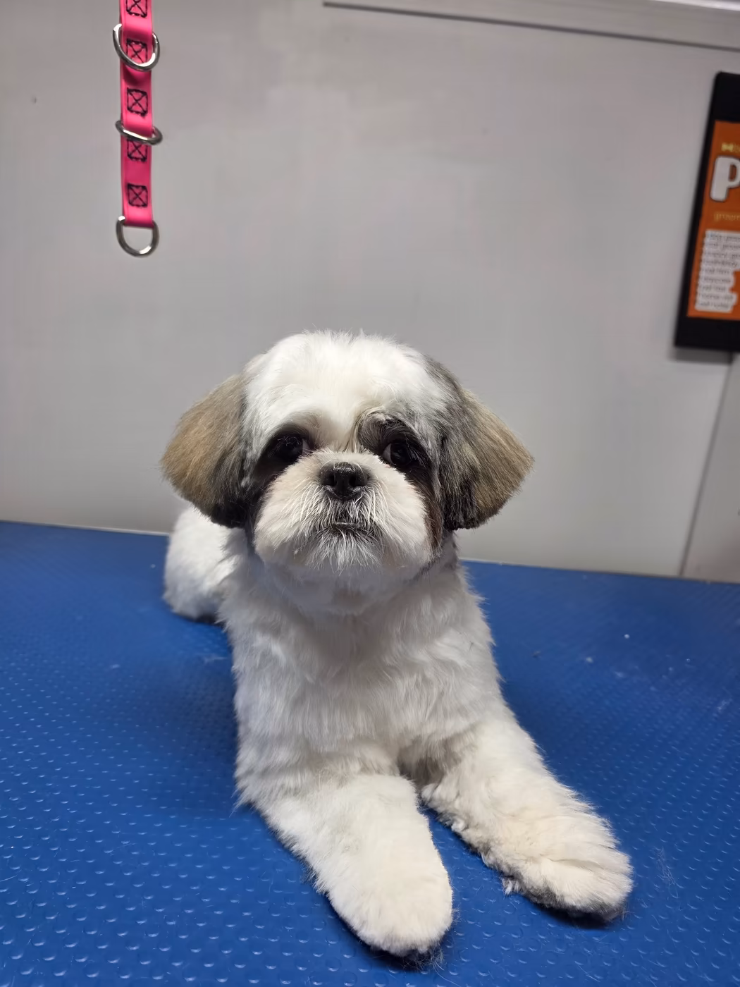 Shih tzu lying on the grooming table after a face and feet trim
