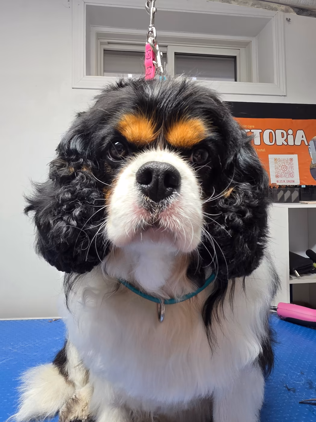 Cavalier King Charles spaniel with freshly tidied ear feathering