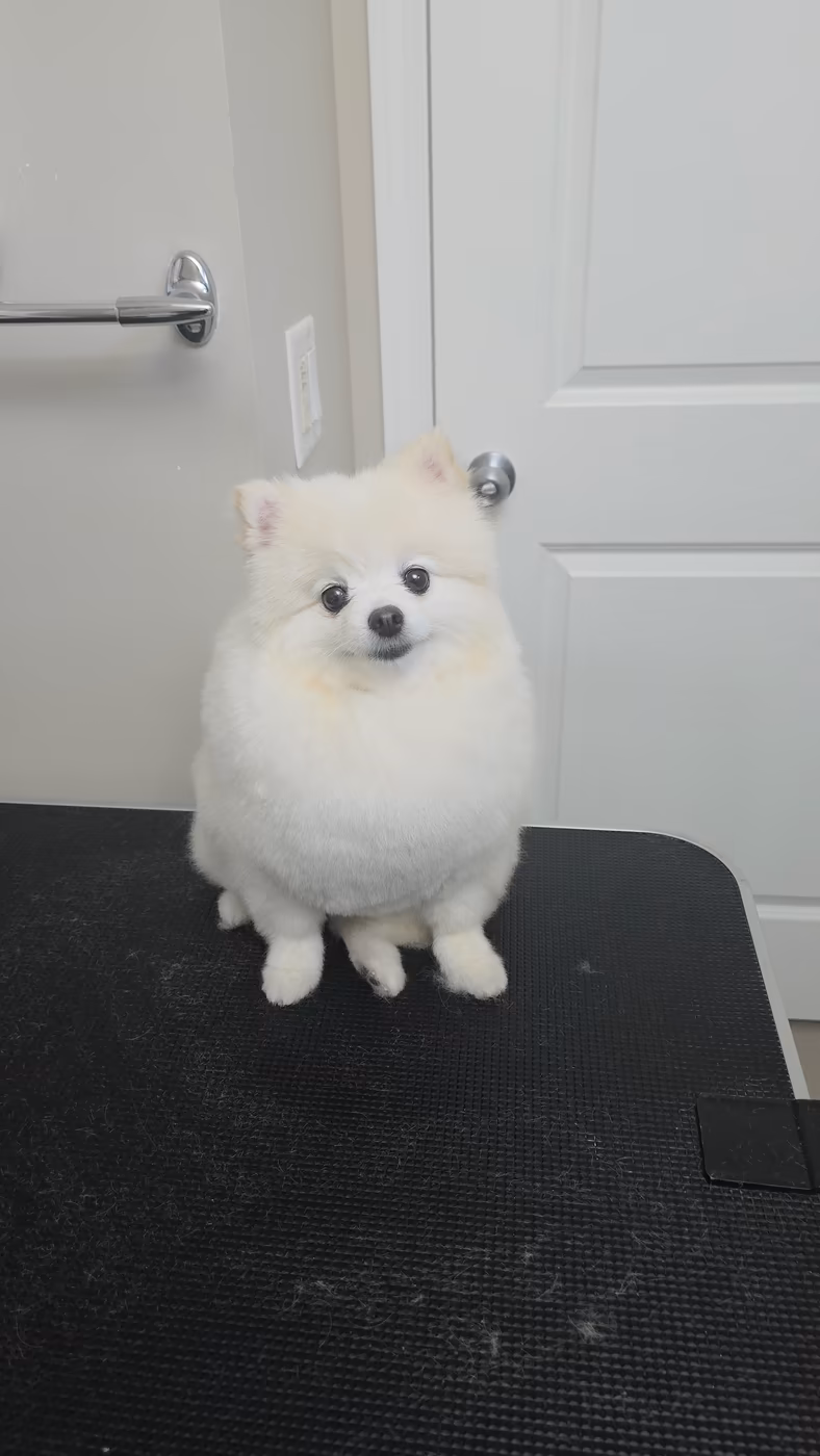 White pomeranian looking up after a fluff and tidy