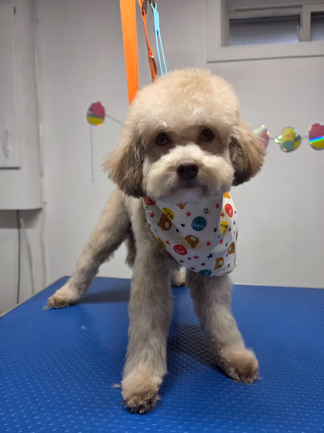 Toy poodle in a bandana after a full groom at Petoria salon