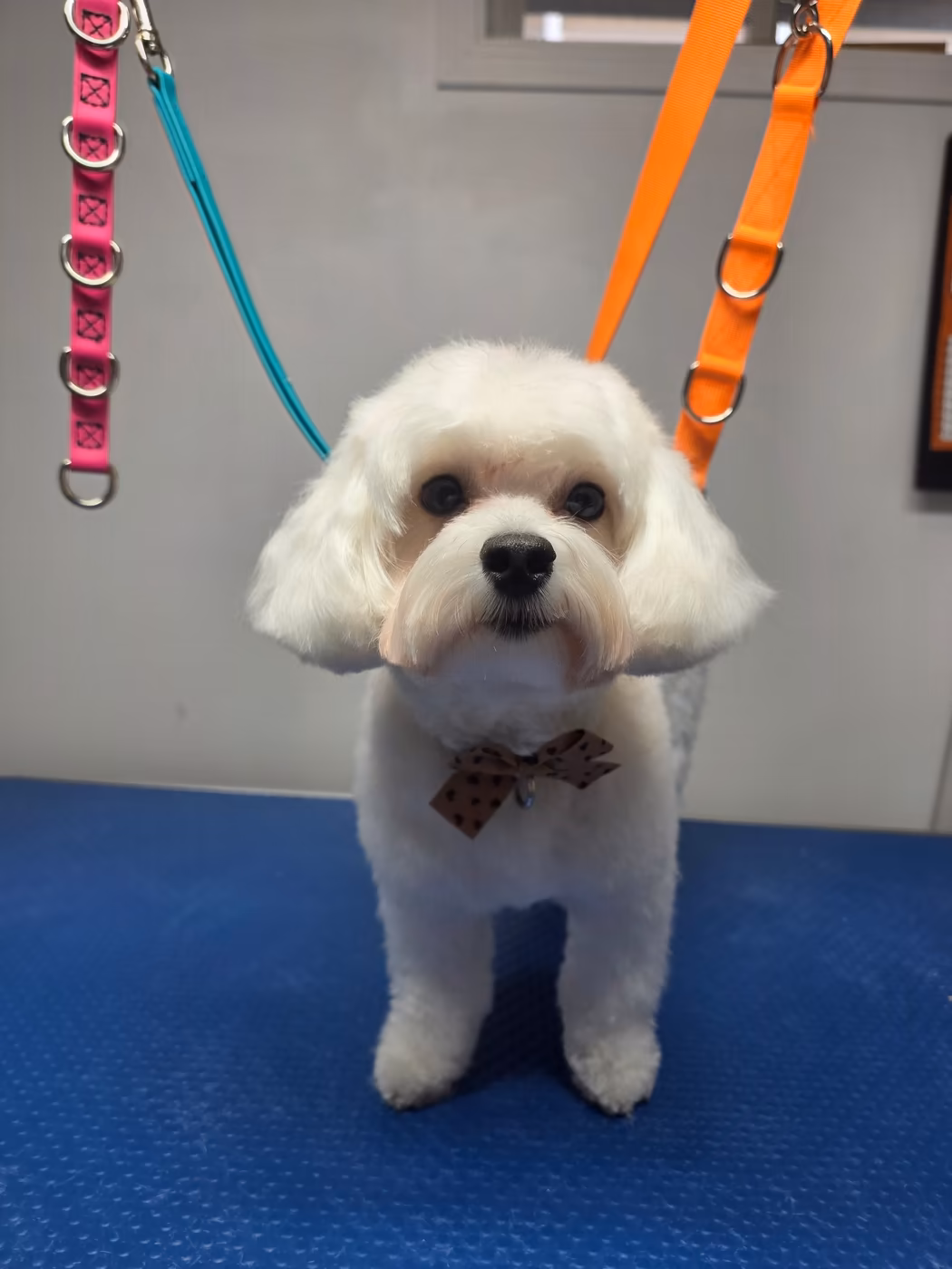 White maltese in a bow tie after a full groom