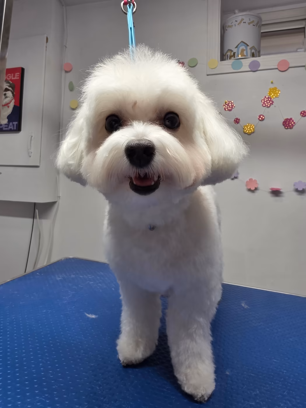White maltese standing on the grooming table after a full groom