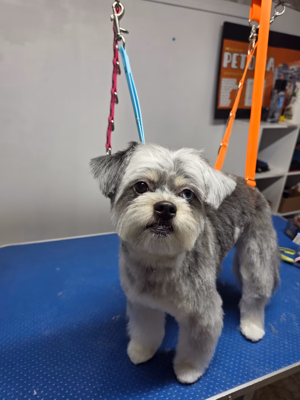 Grey and white terrier mix standing on the grooming table after a full groom