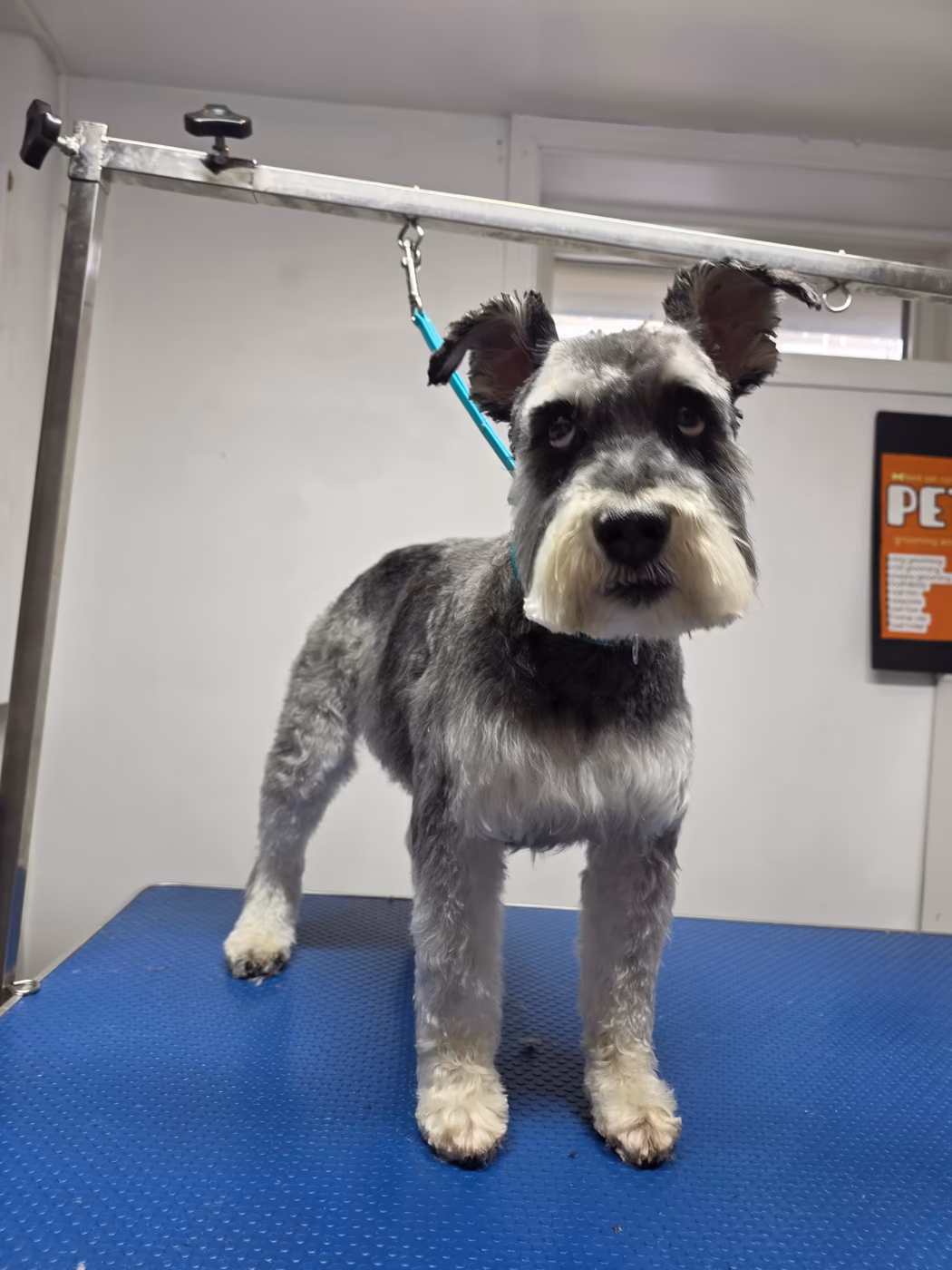 Salt-and-pepper schnauzer with a hand-stripped wire coat and full beard