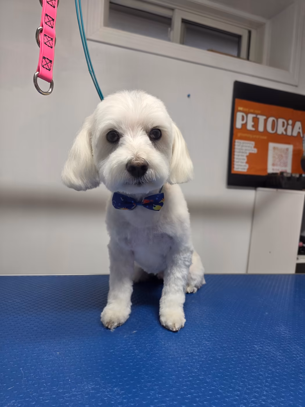 Small white maltese with a short, even kennel cut and a blue bow tie