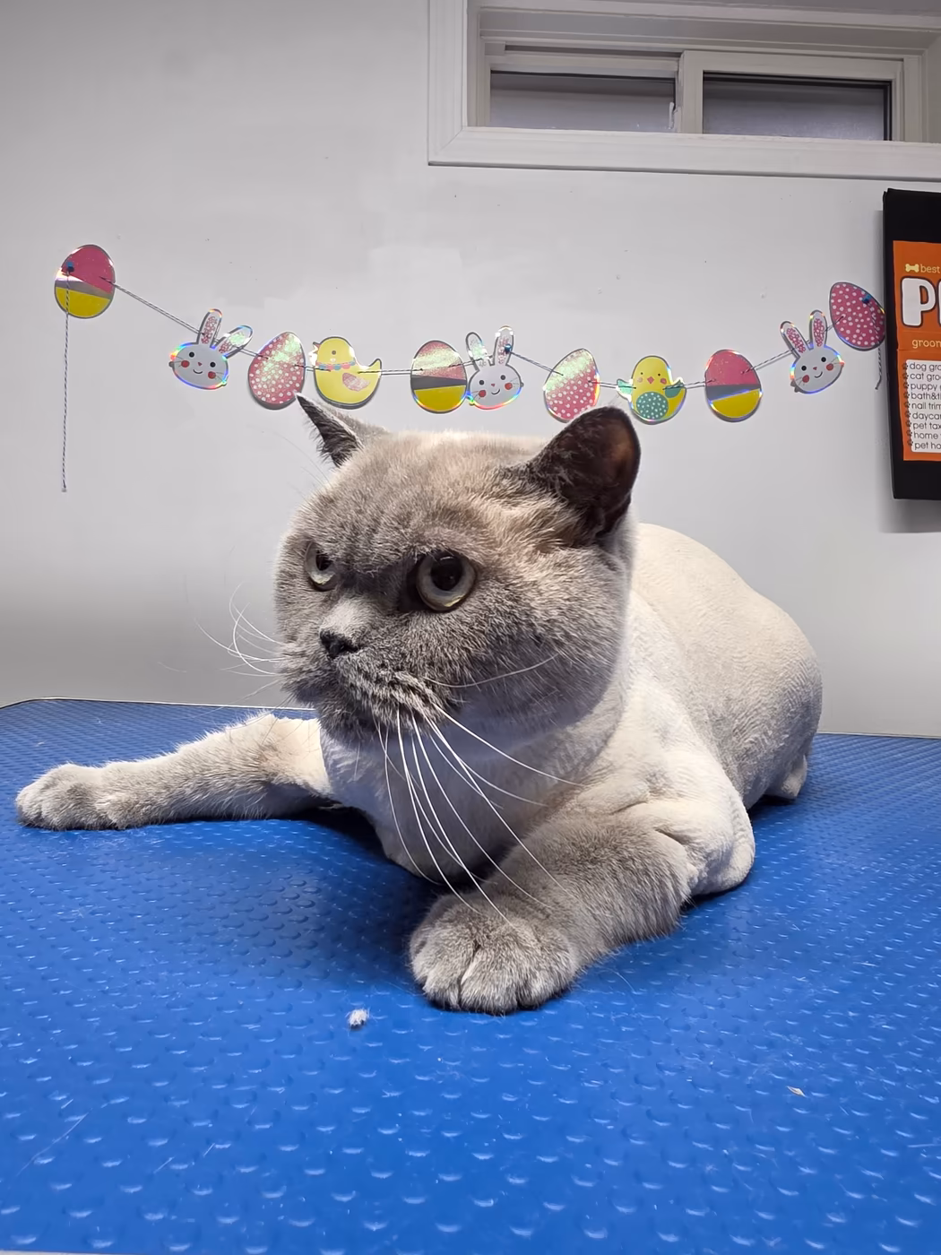 Grey cat settled on the grooming table after a lion cut