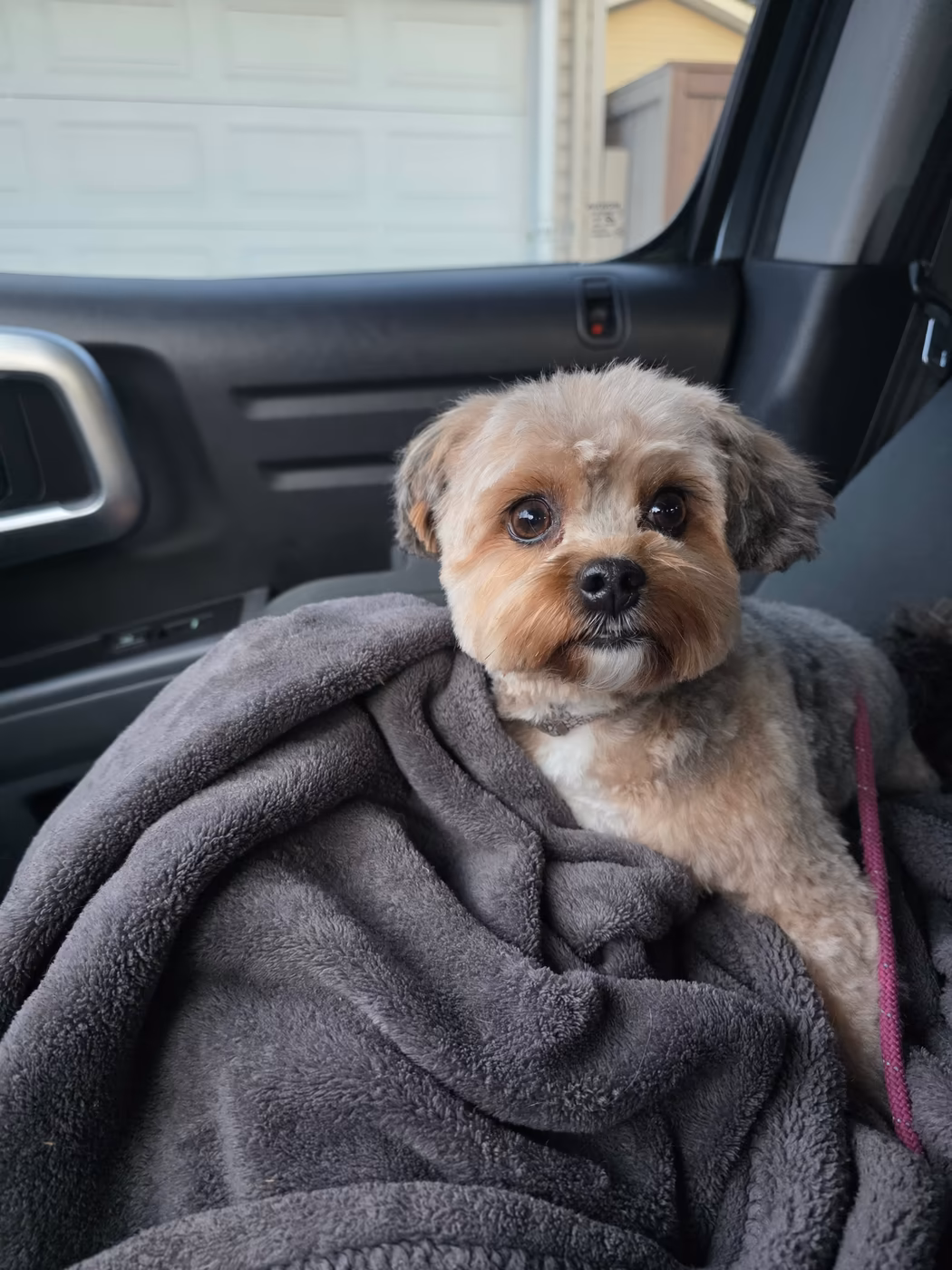 Small dog wrapped in a blanket on the car seat during a pet taxi ride