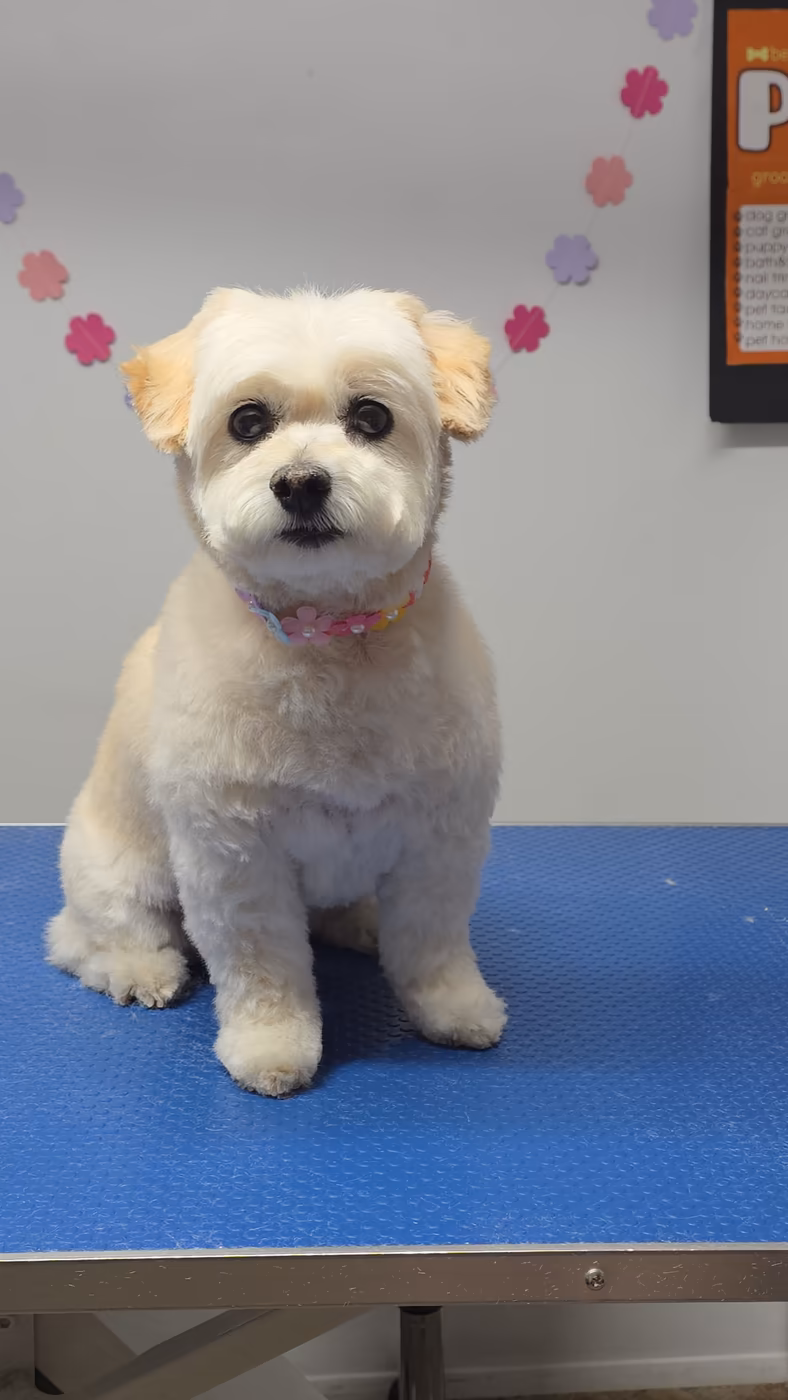 Cream puppy sitting on the grooming table after its first trim