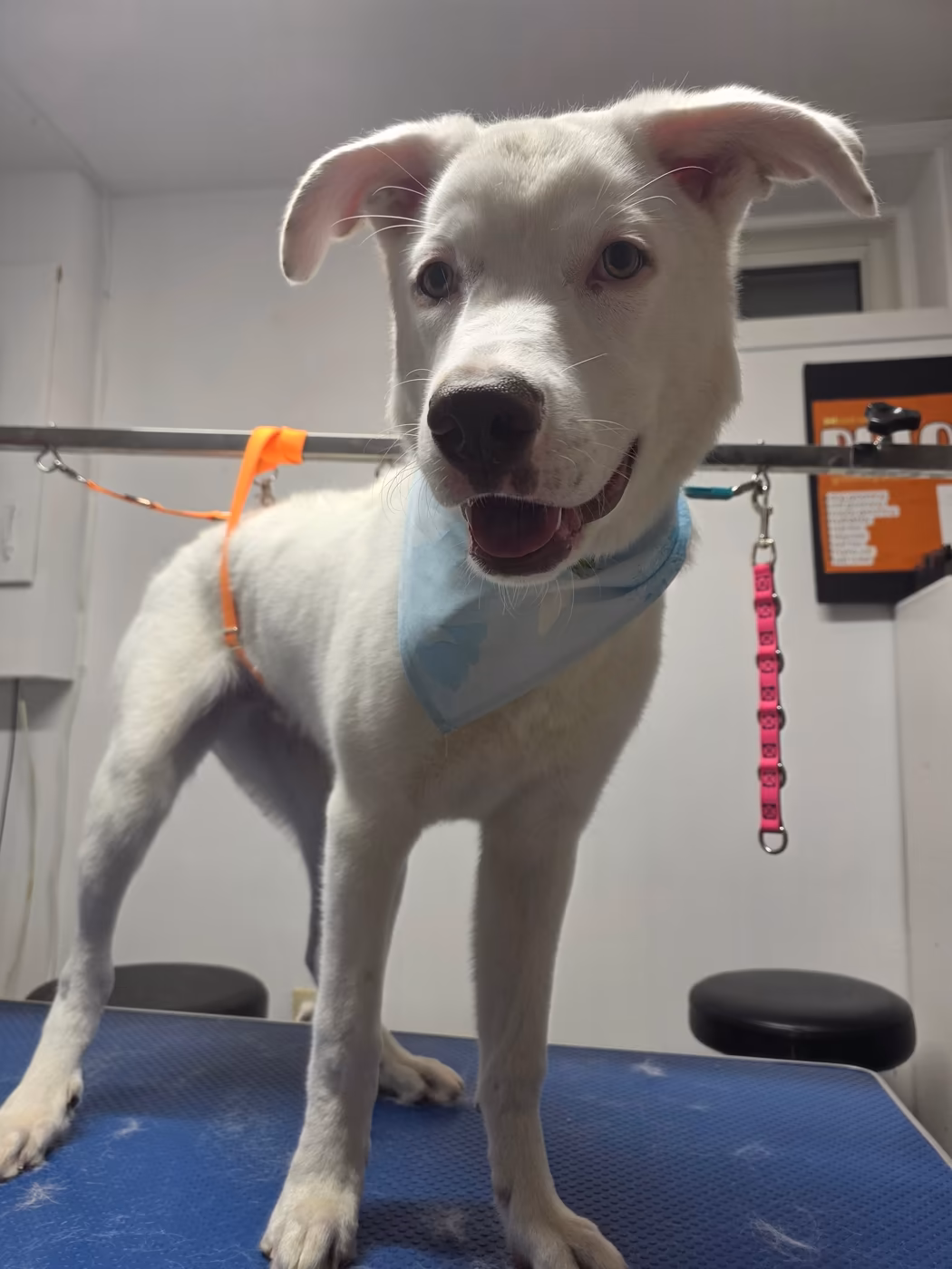 Young white puppy in a bandana standing calmly on the grooming table