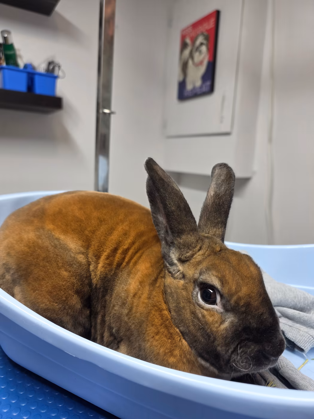 Brown rabbit settled in a soft-lined tub for a nail trim