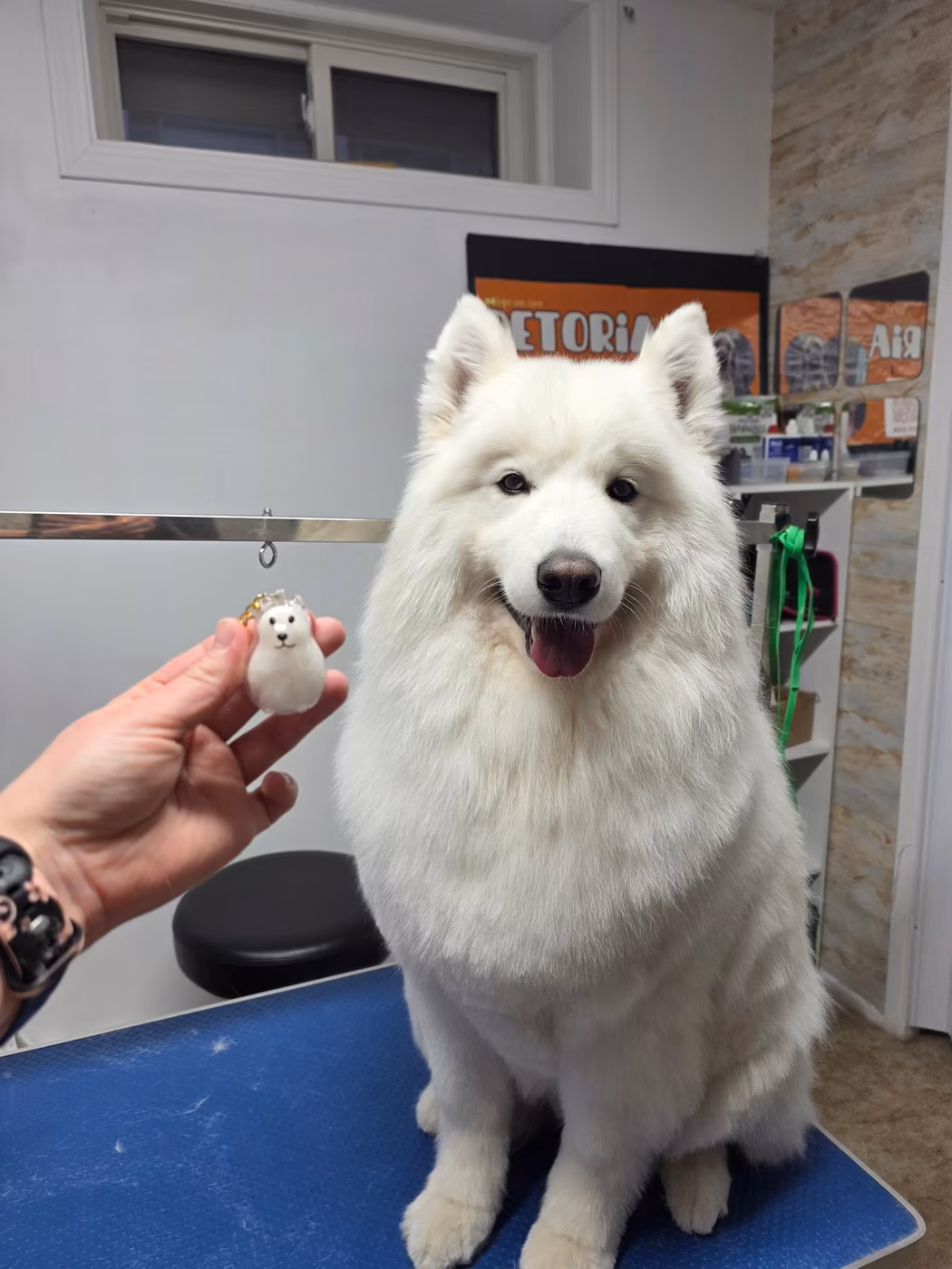 White samoyed sitting on the grooming table beside a tiny samoyed figurine held up next to them