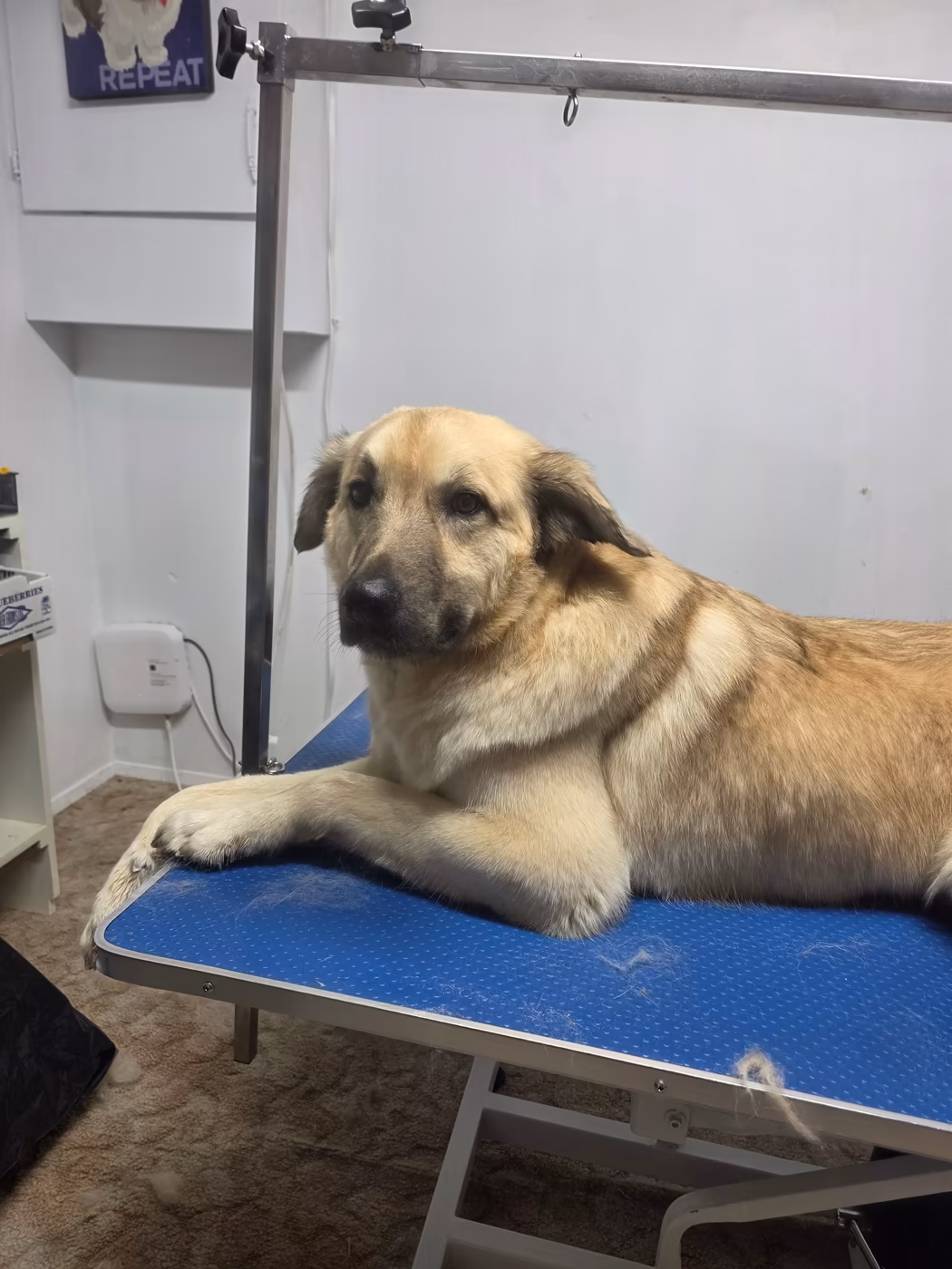 Older tan dog resting on the grooming table part-way through a gentle groom