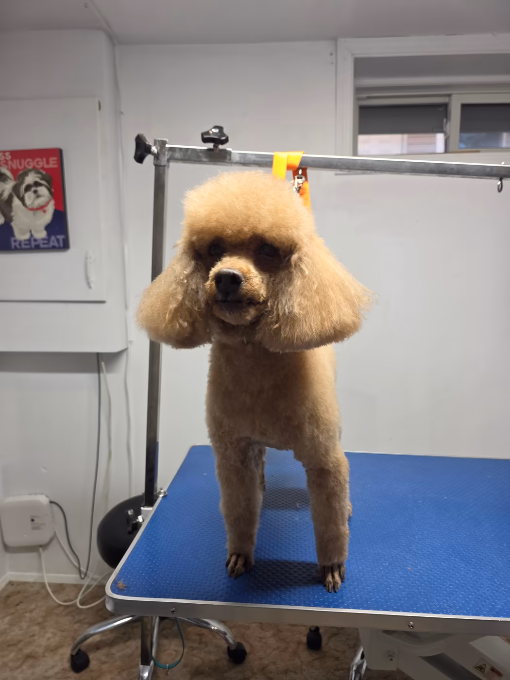 Apricot poodle with a full show-style head standing on the grooming table