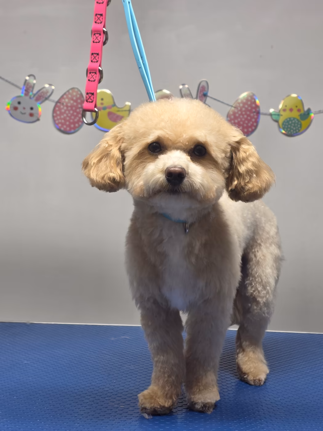 Apricot toy poodle with a rounded teddy-bear cut, groomed at Petoria in Calgary