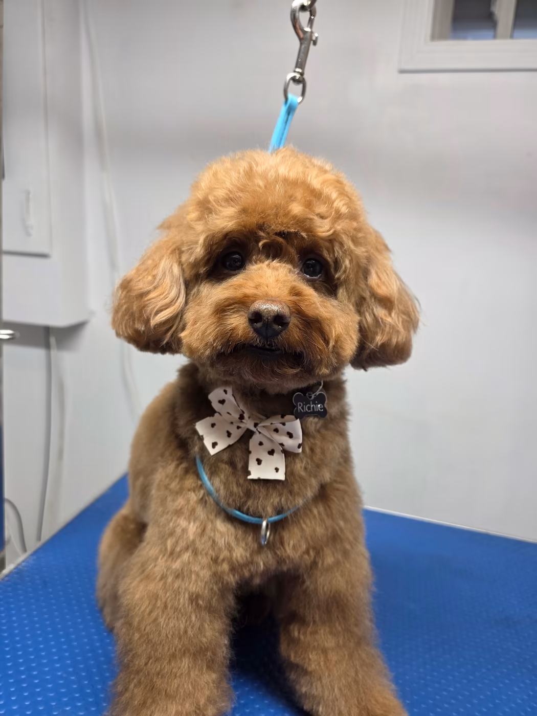 Red toy poodle wearing a polka-dot bow after a teddy bear cut