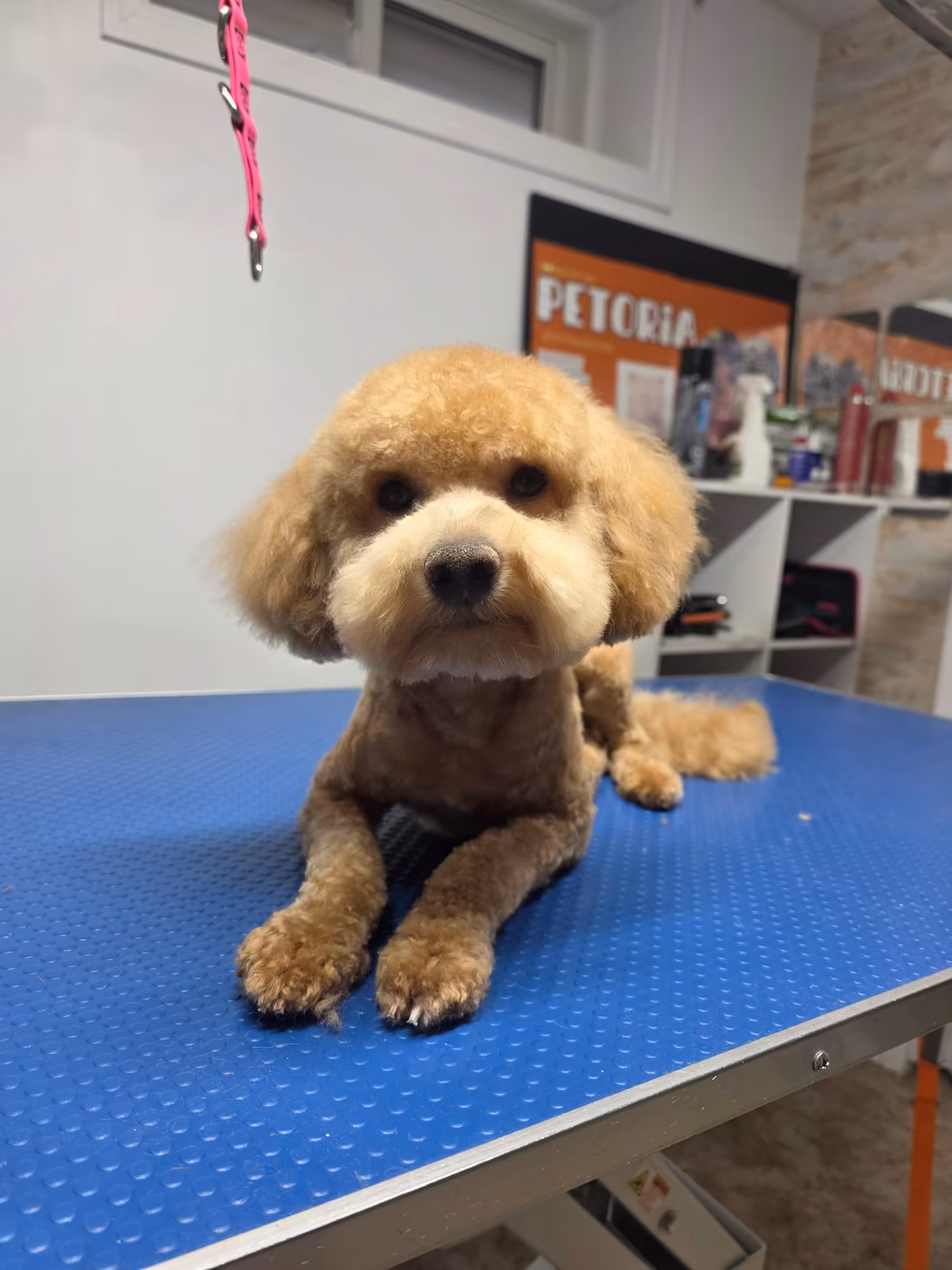 Red toy poodle with a rounded teddy bear head, lying down