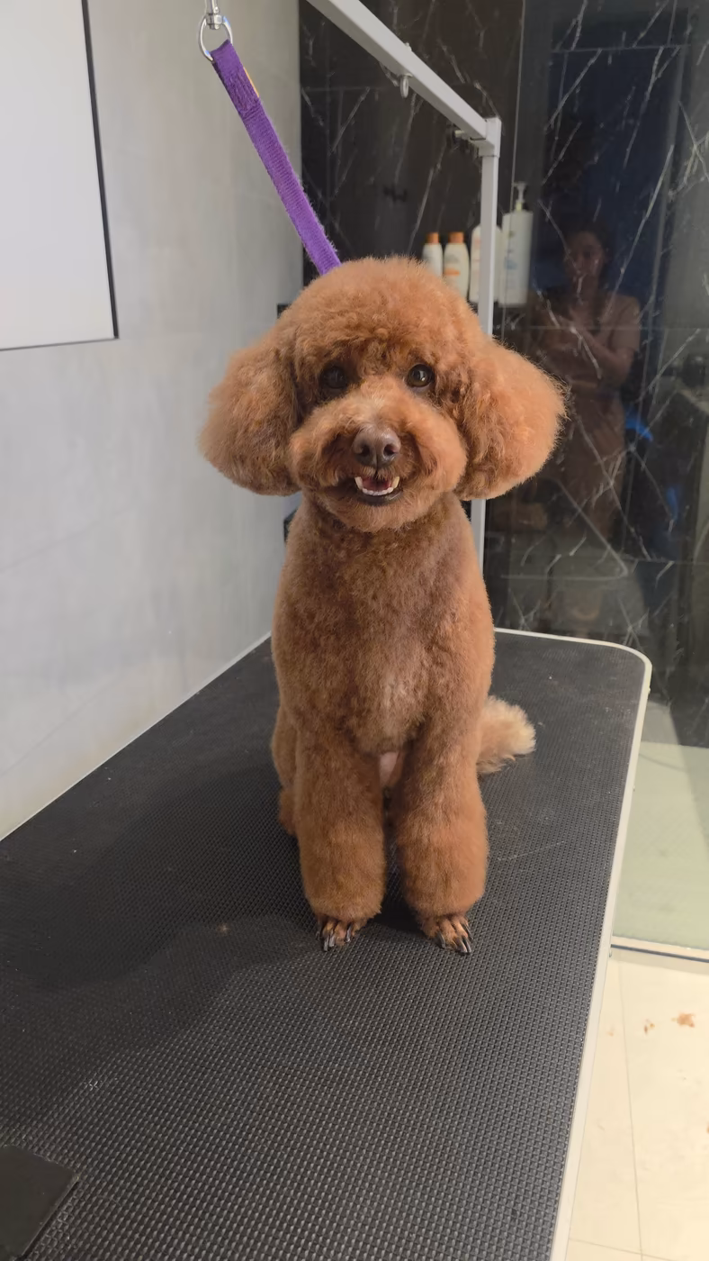 Red toy poodle with a rounded teddy bear cut standing on the grooming table